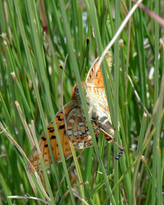 Argynnis adippe ?